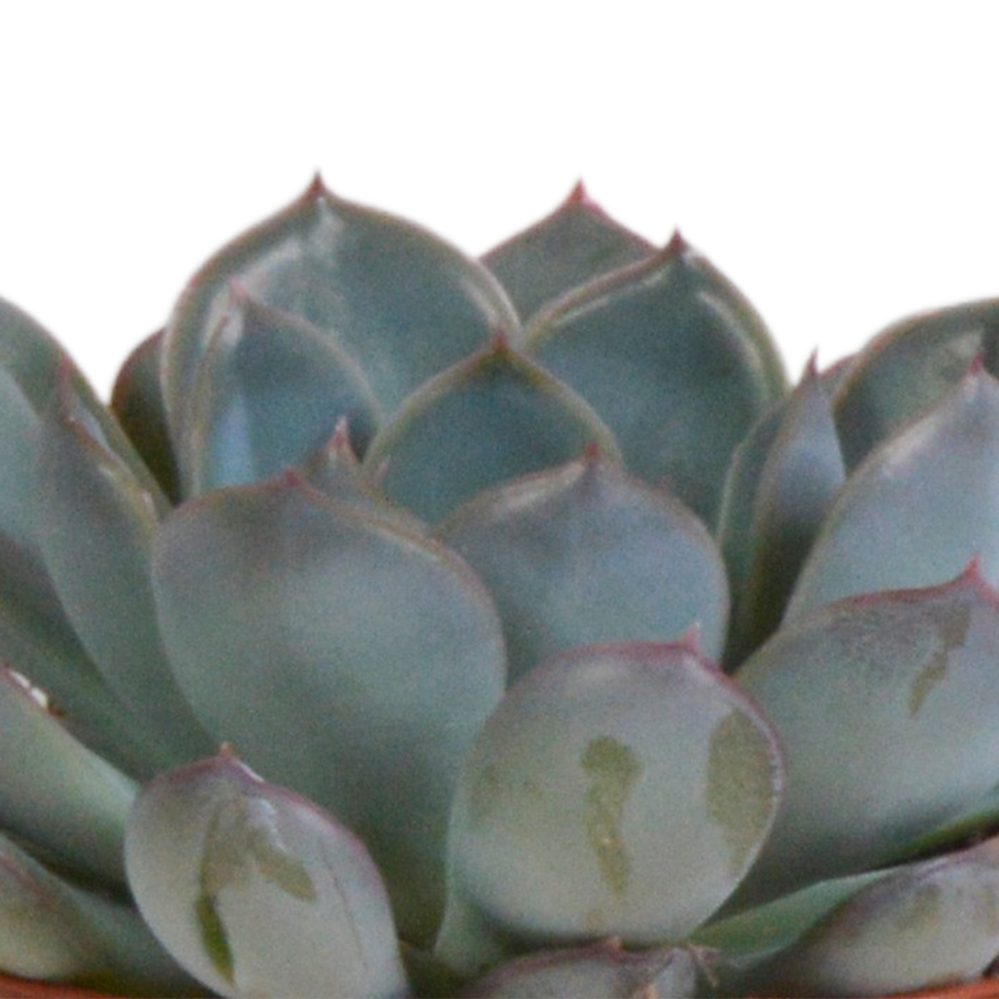 Echeveria-Mischung 3er Set im Terracotta-Topf 8,5 cm