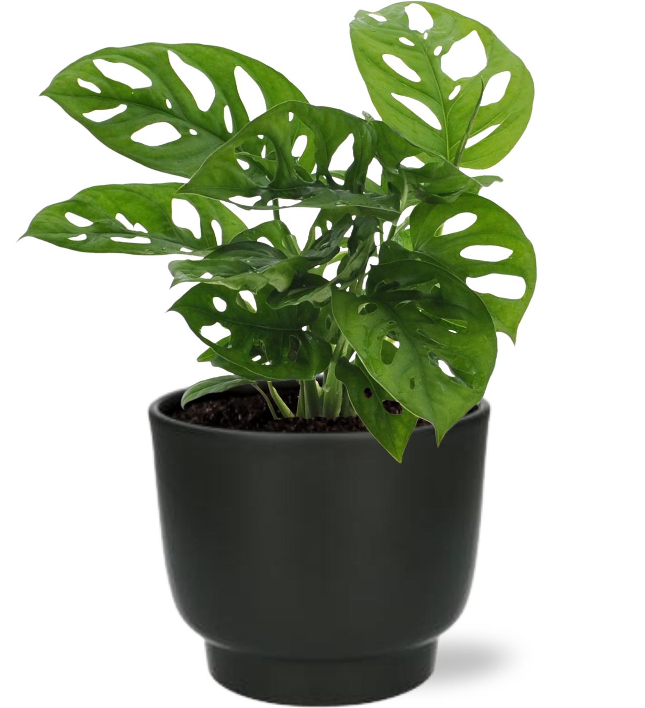 Monstera Monkey Leaf Ø12cm mit Potenza Topf Schwarz