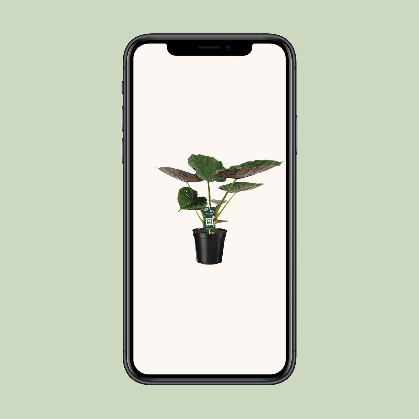Alocasia Wentii – Elefantenohr – Ø19cm Topf, ca. 70cm hoch