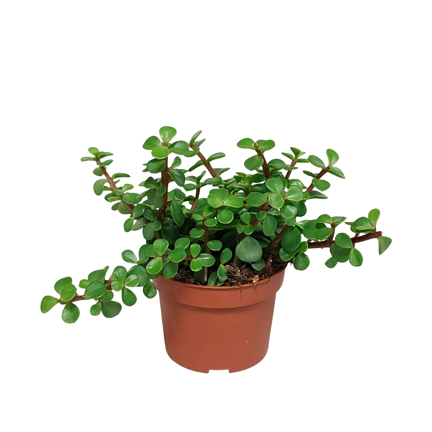 Portulacaria afra – Pflegeleichte Sukkulente ohne Topf