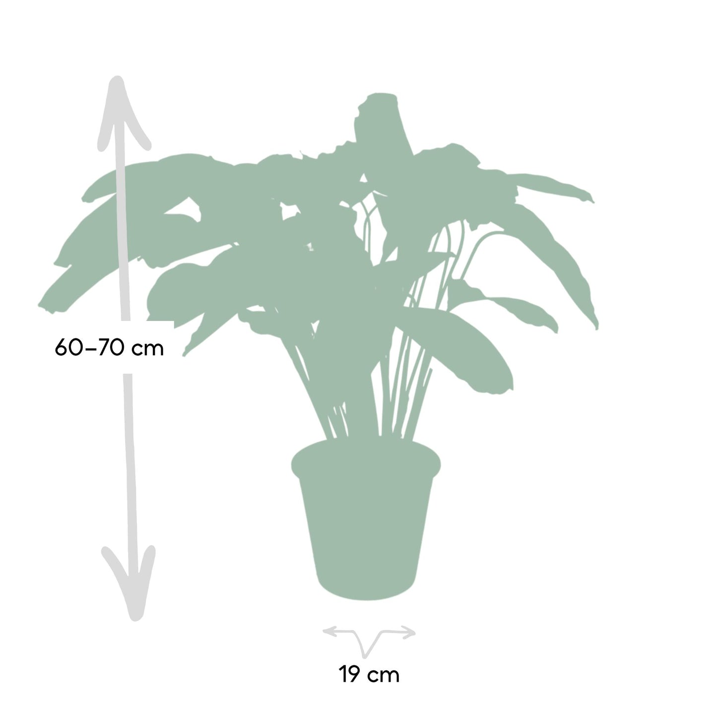 Calathea Flamestar – Pfauenpflanze Ø19cm, ca. 75cm hoch