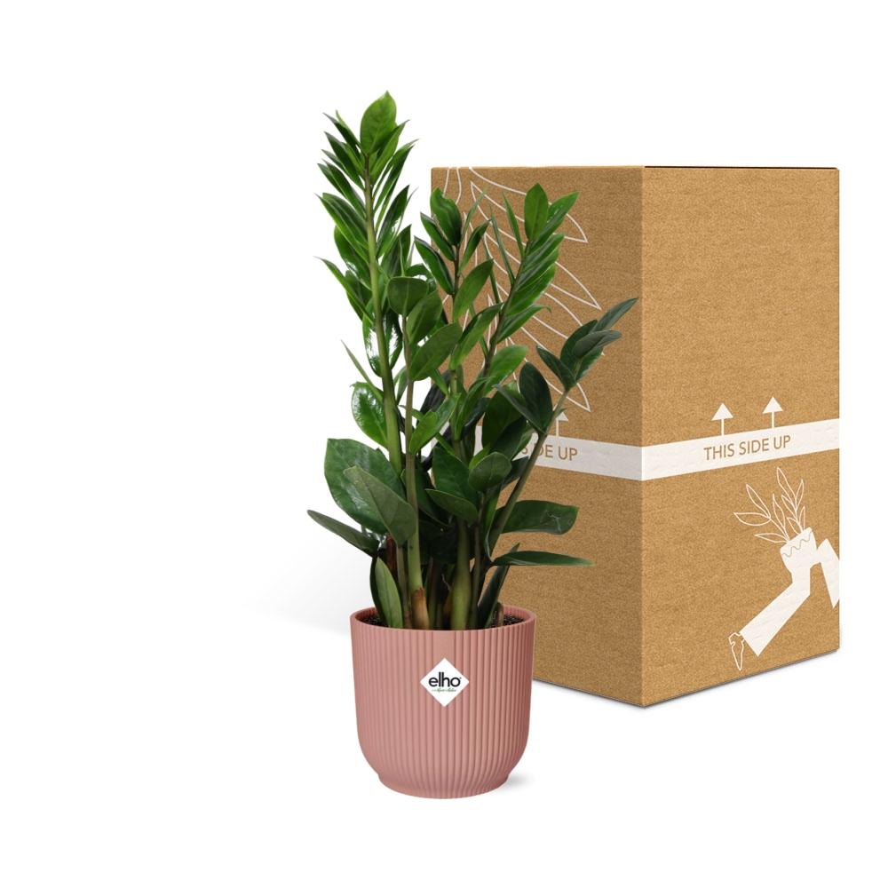 Zamioculcas – Pflegeleichte ZZ-Pflanze im rosa ELHO Vibes Fold Topf