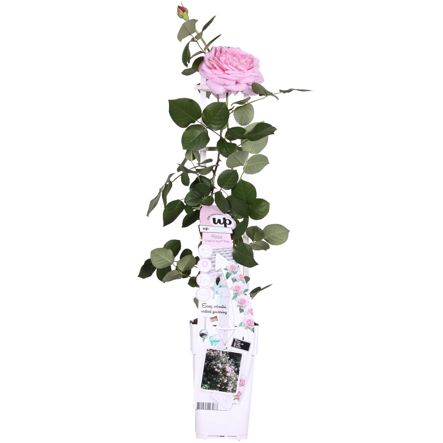 Rosa Crazy in Love 'Pink' – Kletterrose Ø15cm, ca. 65cm hoch