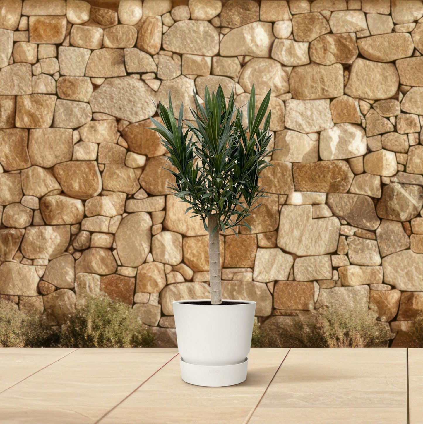 Nerium Oleander Stamm mit rosa Blüte – 110 cm – Ø 22 cm