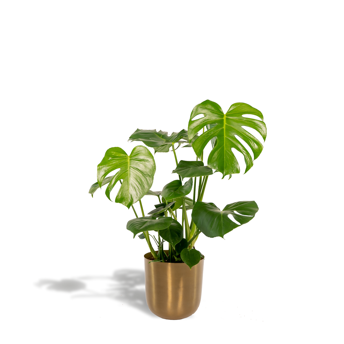 Monstera Deliciosa mit Topf Mayk Gold – Ø 80 cm