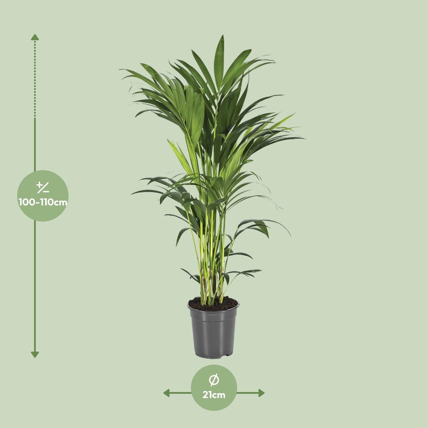 Howea Forsteriana (Kentia-Palme) – Ø21cm, ca. 110cm hoch