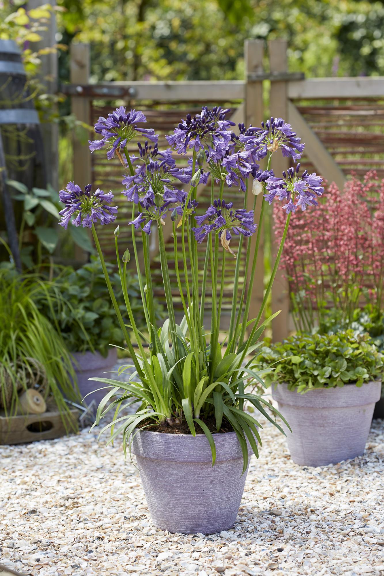 Agapanthus 'Poppin Purple' – Blühende XXL-Pflanze Ø19cm