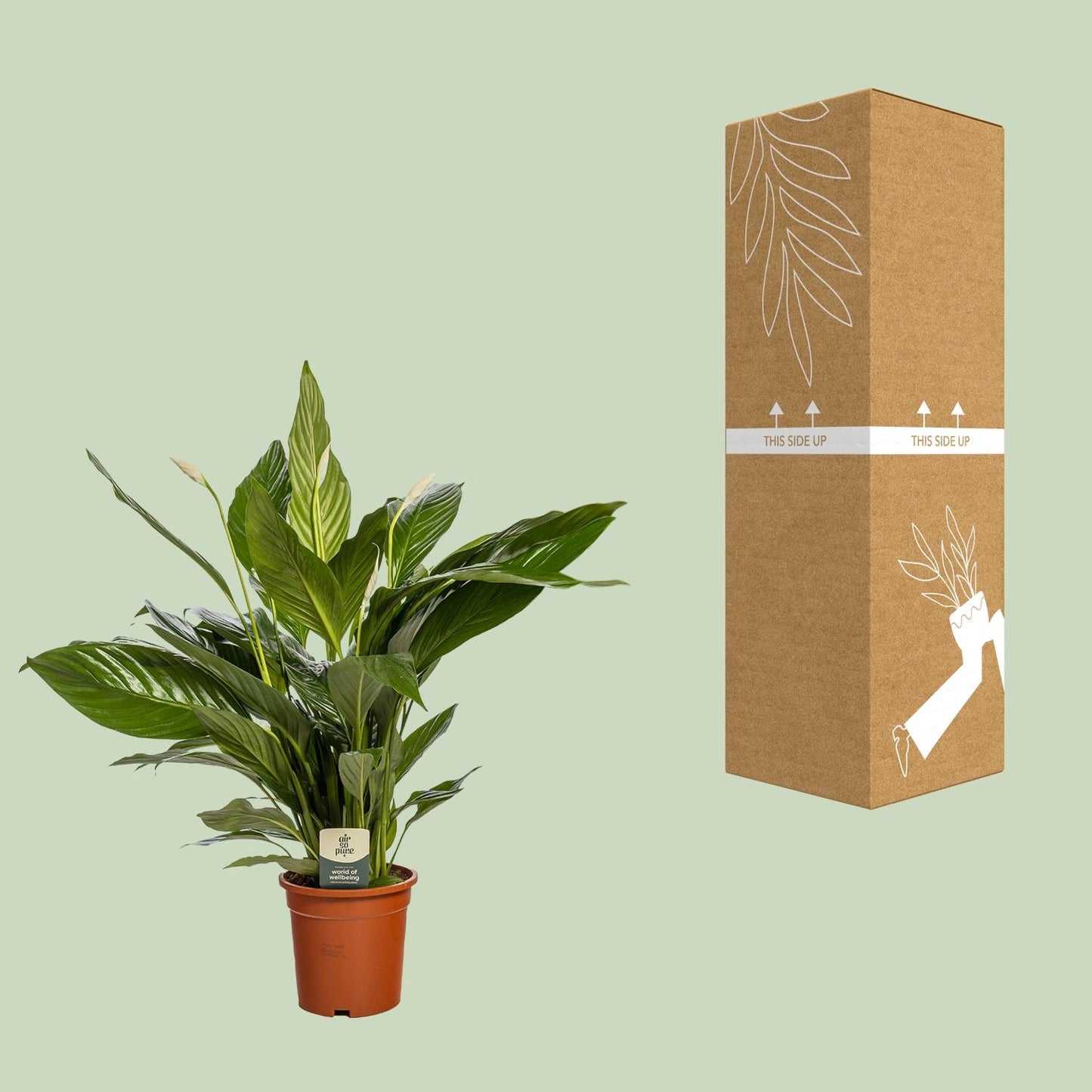 Spathiphyllum Bingo Cupido – Elegante Friedenslilie Ø19cm