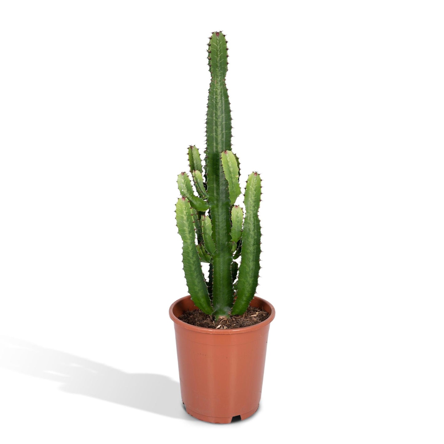 Euphorbia Acrurensis Ø24cm - Exotische Wüstenpflanze bis 80cm