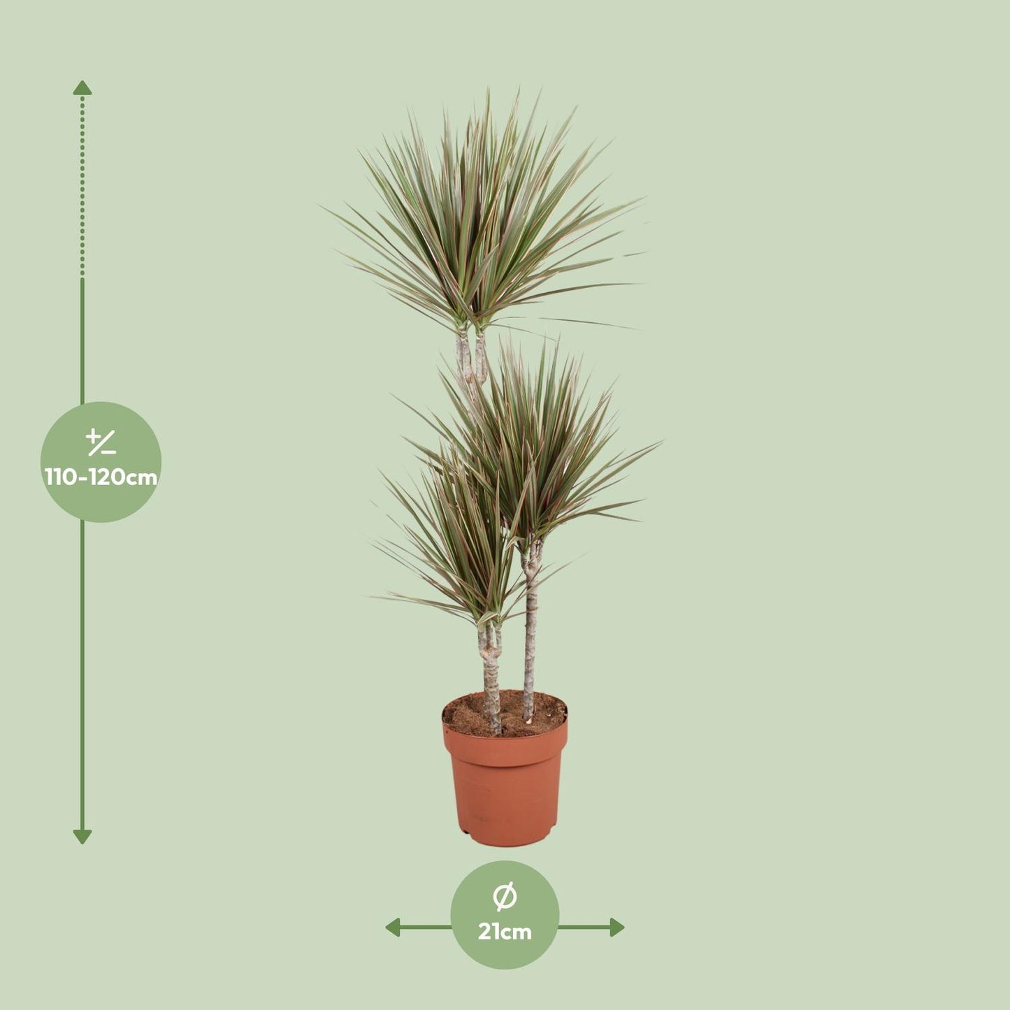 Dracaena Bicolor – Stilvoller, pflegeleichter Drachenbaum Ø21cm