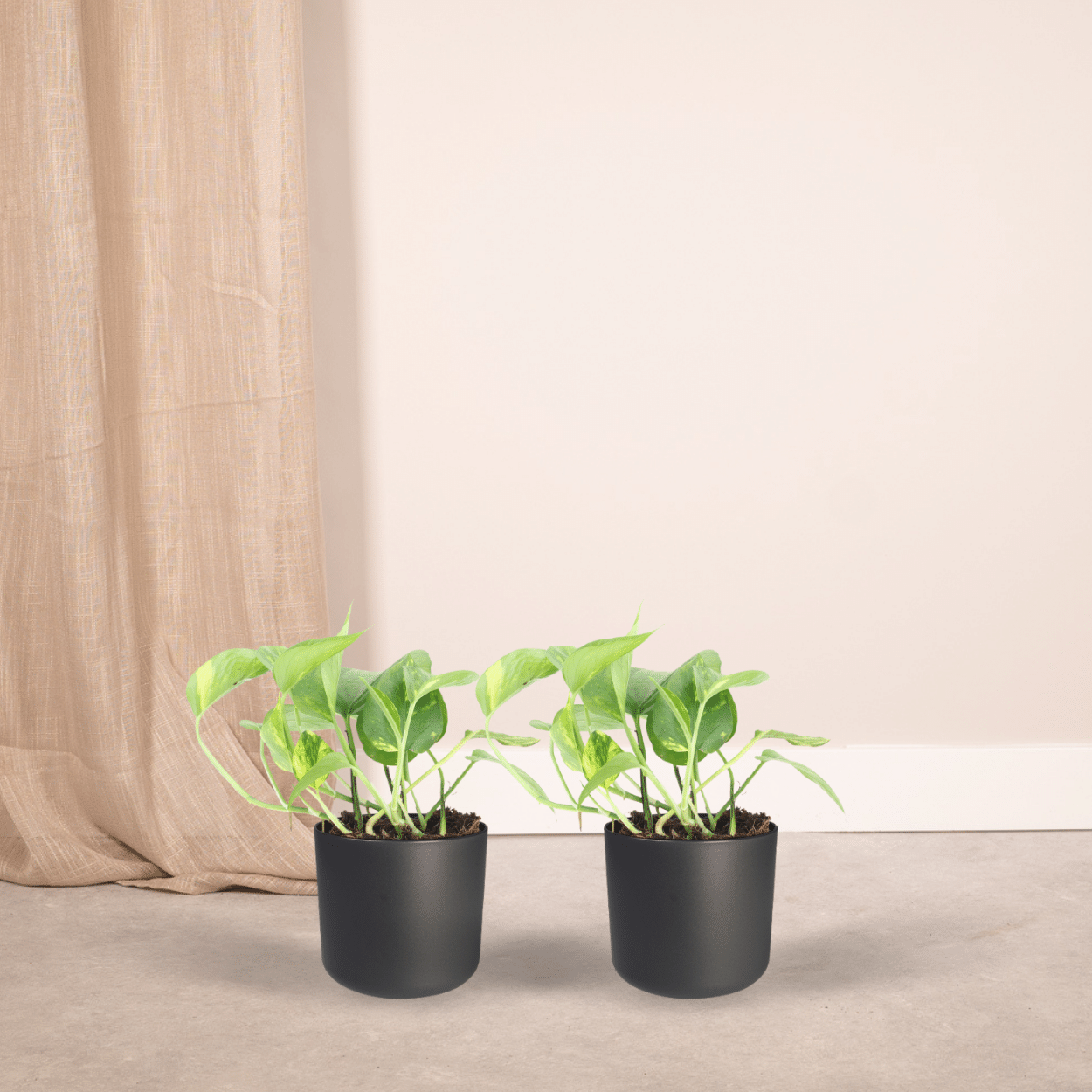 2x Epipremnum Aureum – pflegeleichter Scindapsus 20cm