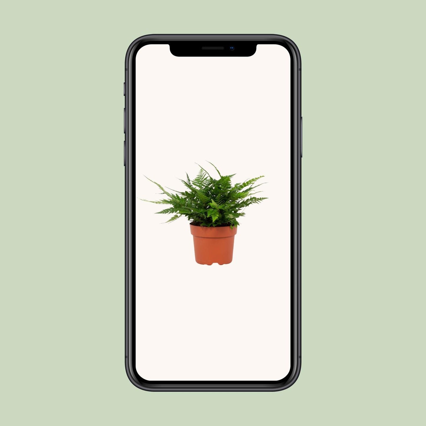 Polystichum Tsussimense Biaristatum – Pflegeleichter Stechfarn Ø12cm