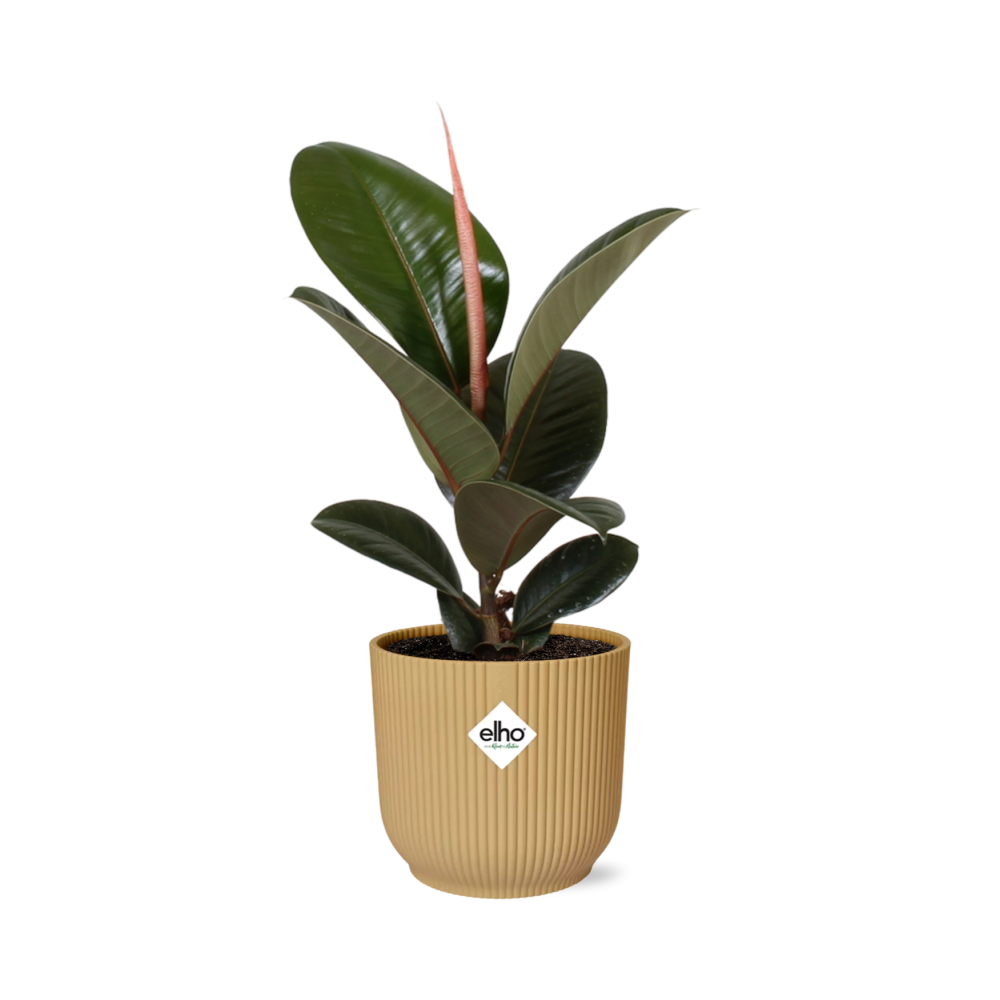 Ficus Elastica ‘Robusta’ – Pflegeleichte Zimmerpflanze im ELHO Vibes Fold 14cm Gelb