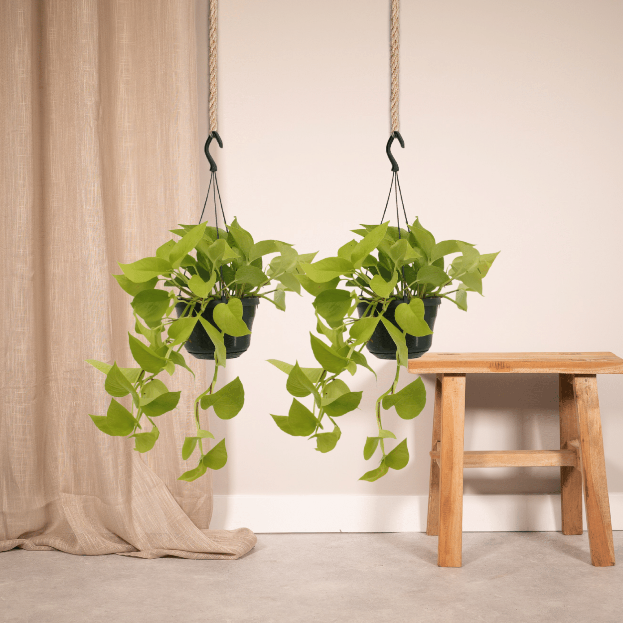 Epipremnum Golden Pothos (Scindapsus) – 2er Set Ø15cm Topf