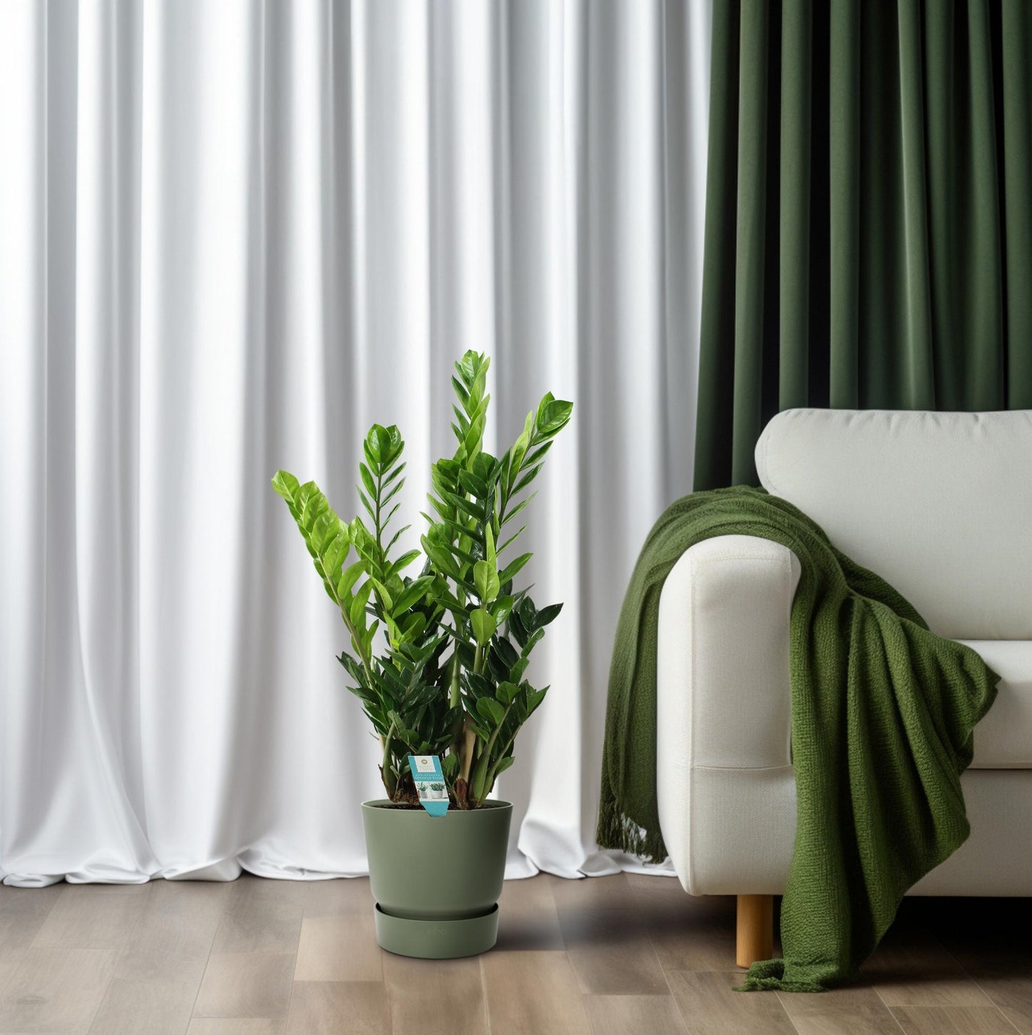 Zamioculcas (ZZ-Pflanze) Ø21cm – pflegeleicht & elegant