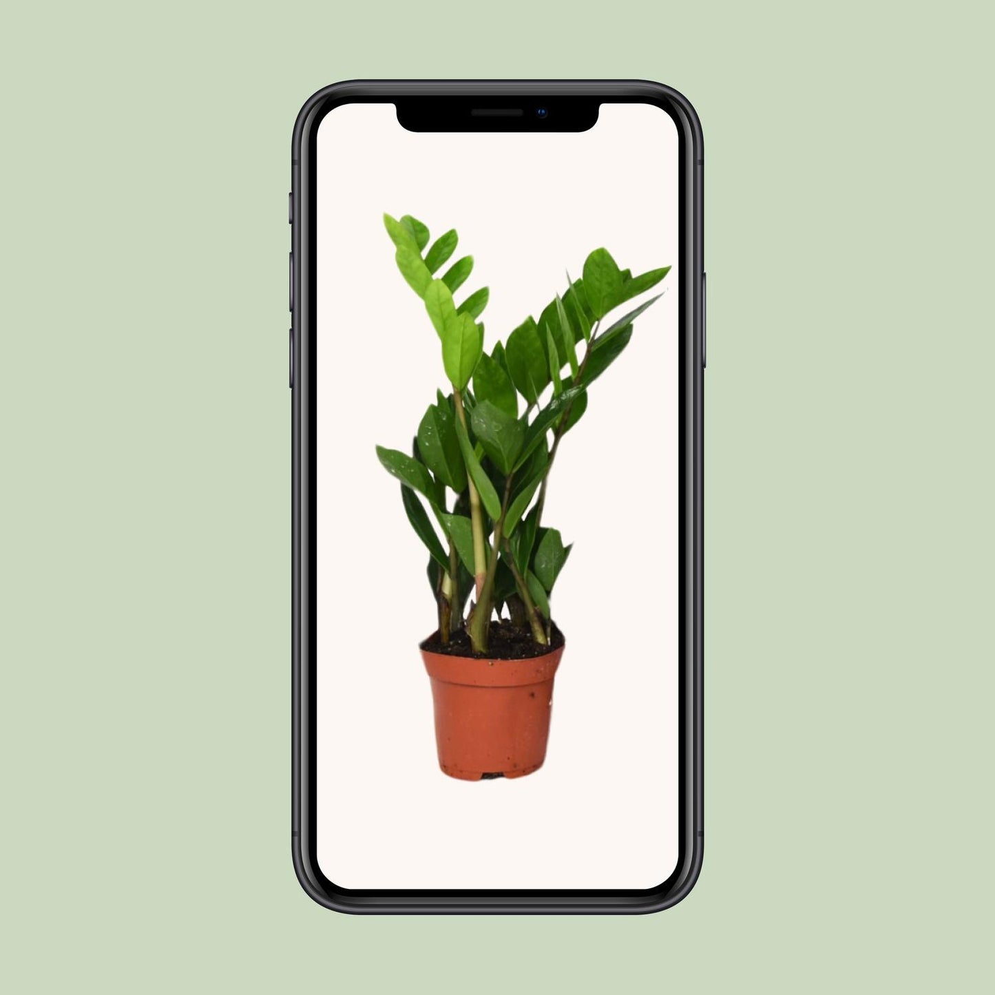 Zamioculcas Zamiifolia Ø12cm – Pflegeleichte ZZ-Pflanze