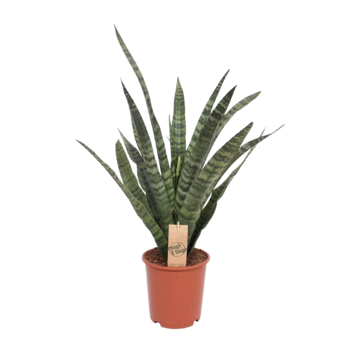 Sansevieria Diamond Green – pflegeleichte Schwiegermutterzunge Ø19cm