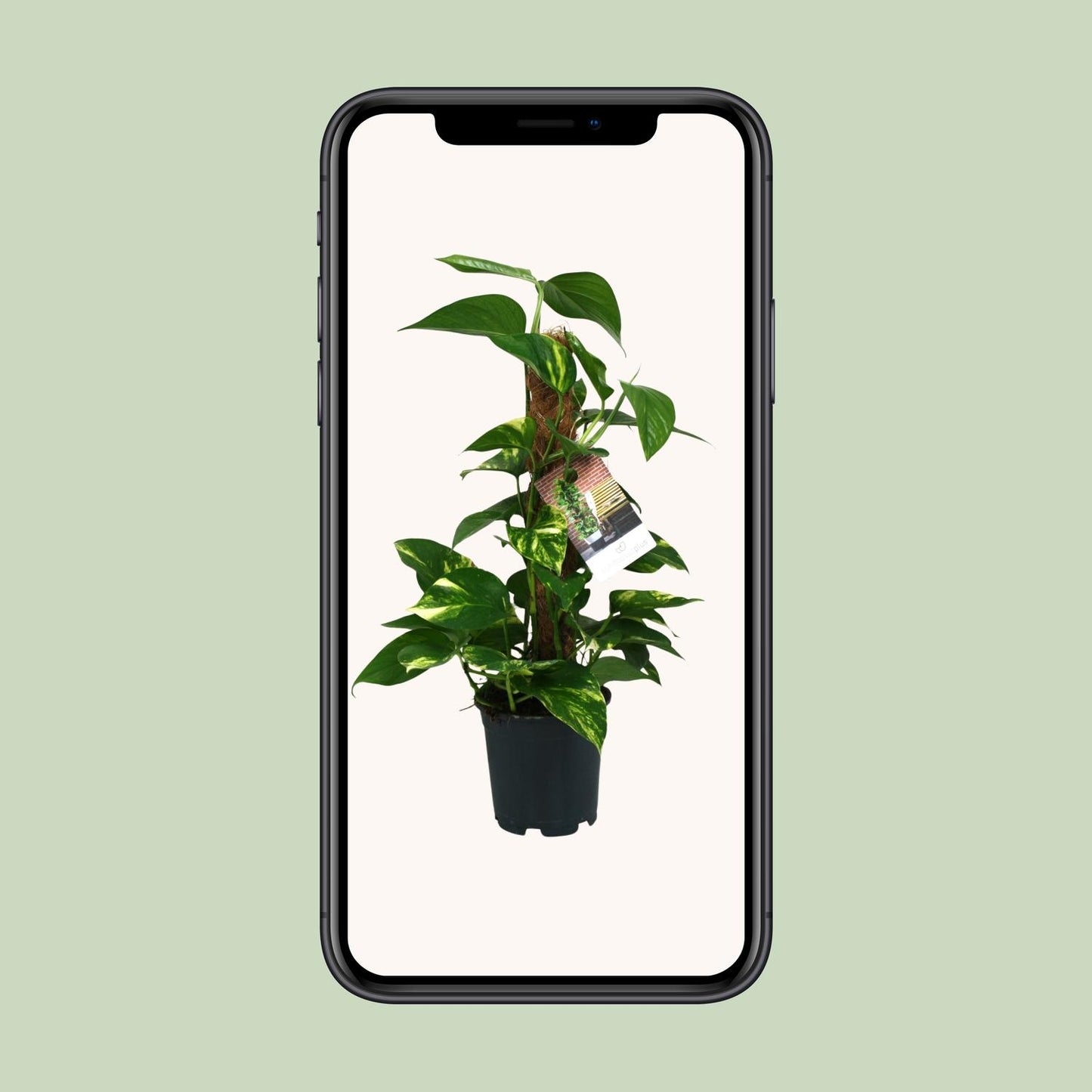 Scindapsus Epipremnum - pflegeleichte Hängepflanze Ø15cm
