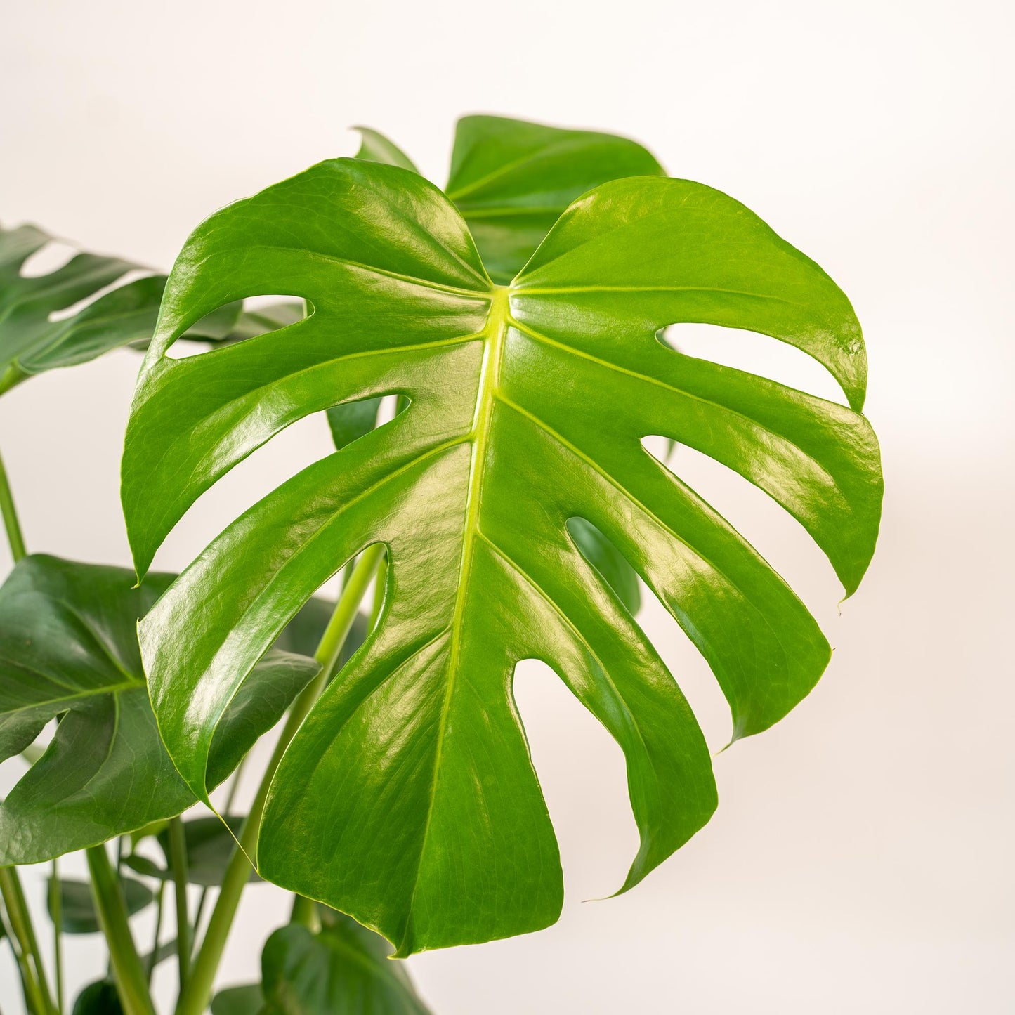 Monstera Deliciosa im stilvollen Korb Ø21cm, 80cm hoch