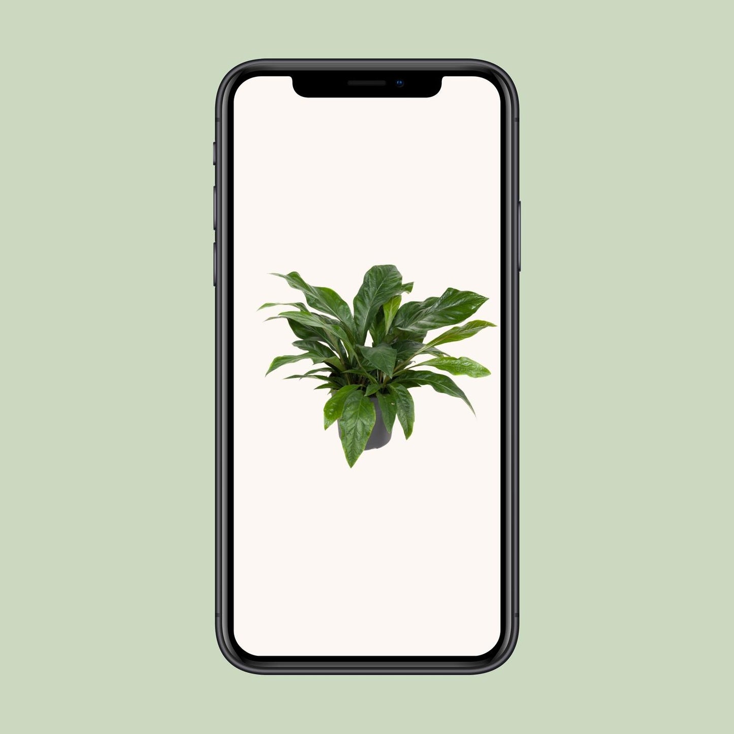 Anthurium Jungle Bush – Pflegeleichte Zimmerpflanze Ø30cm