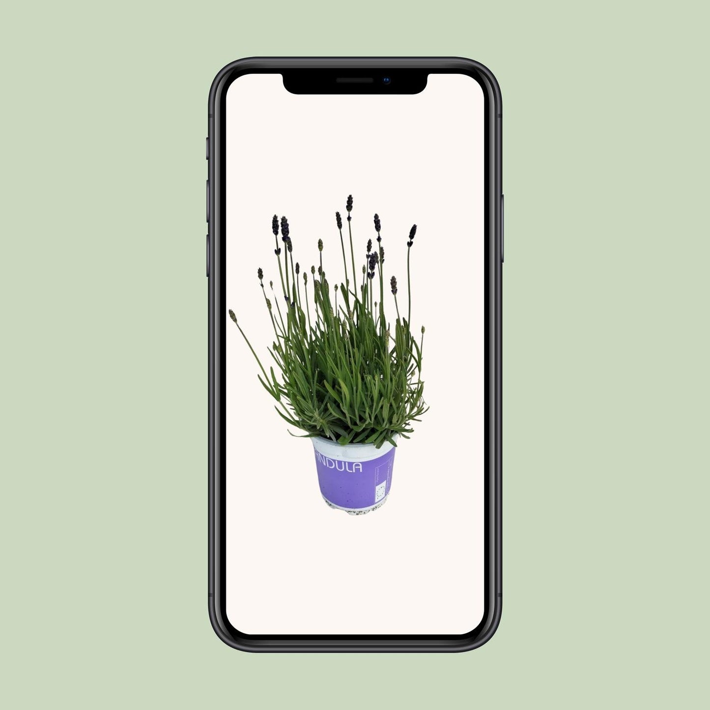 Lavendel Lavandula Hidcote Blue - Ø12cm Topf, 20cm Höhe