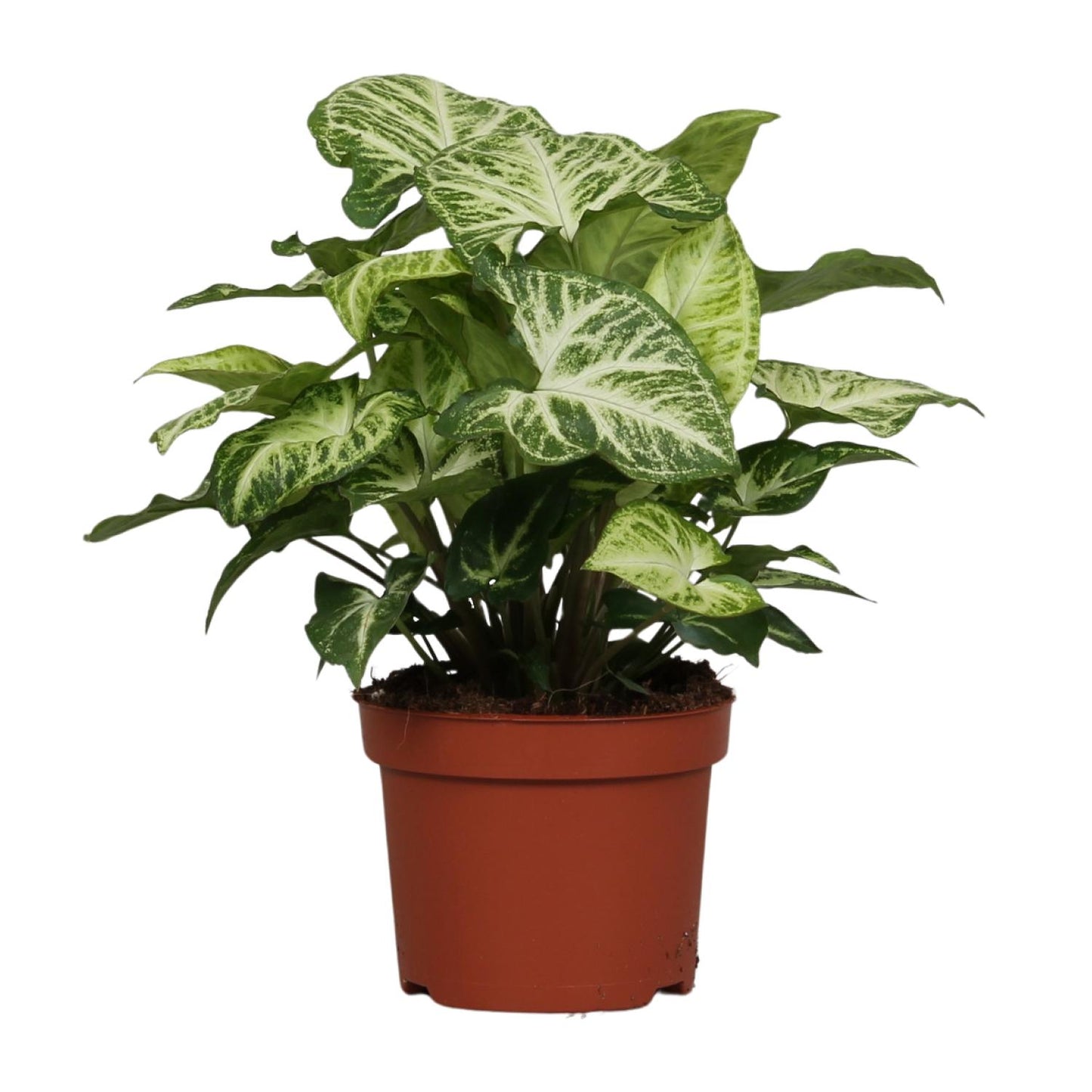 Syngonium Arrow – kompakte, pflegeleichte Zimmerpflanze Ø12cm