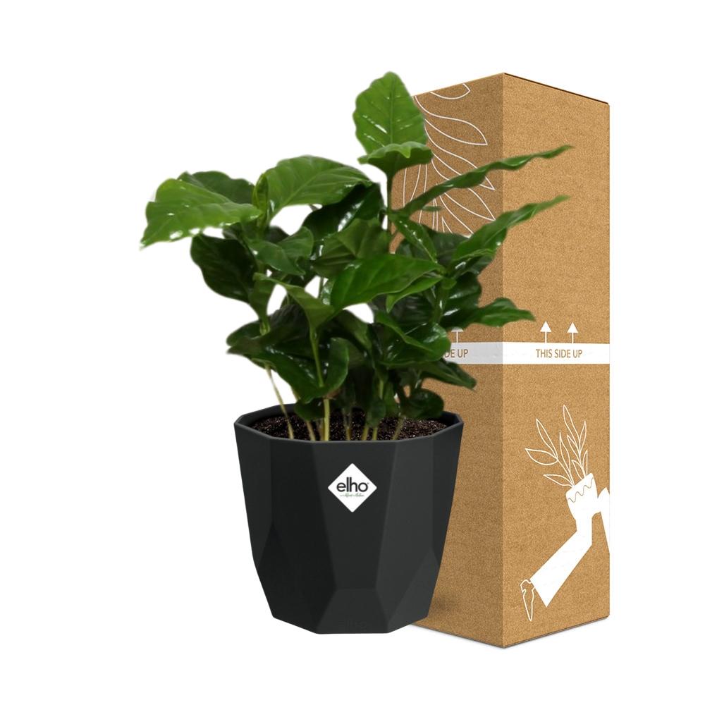 Coffea Arabica – Elegante Kaffeepflanze im 14cm Topf
