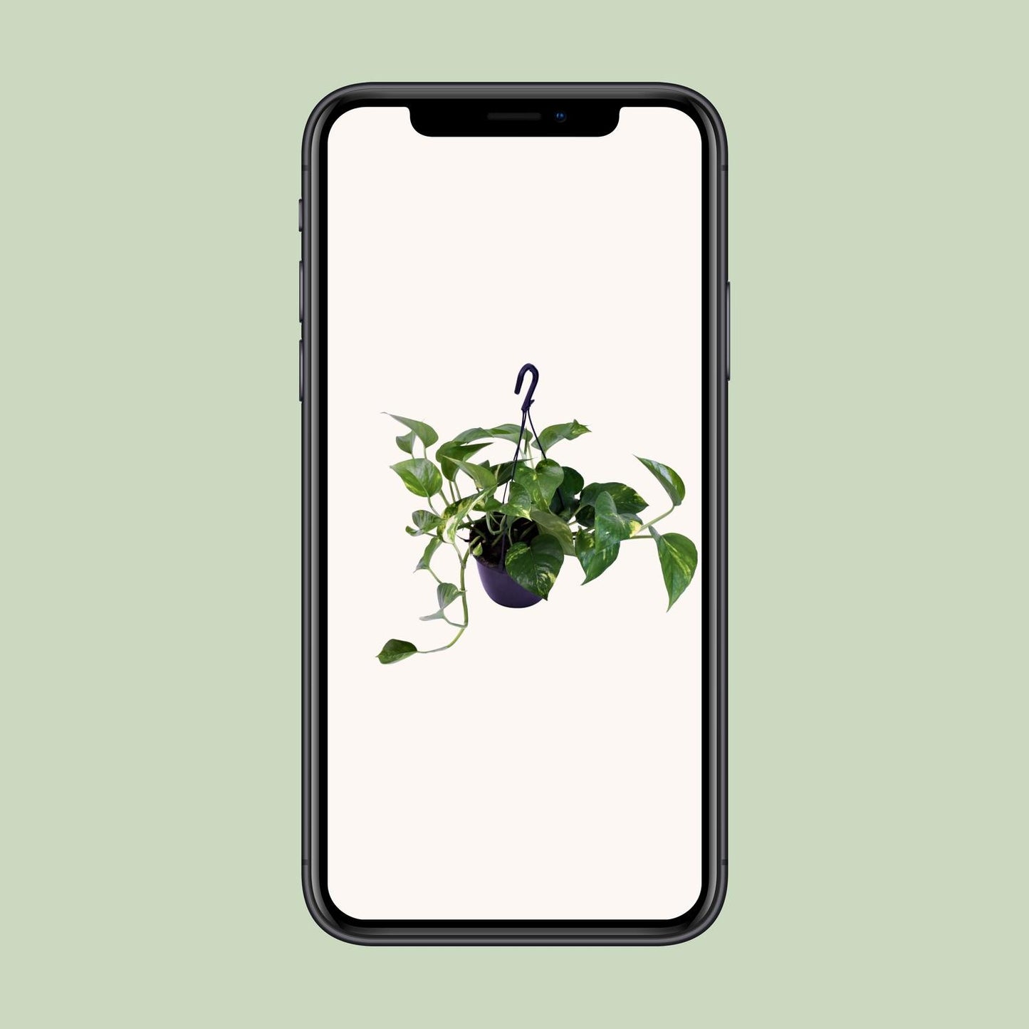 Scindapsus Pictus Trebie – Pflegeleichte Designer-Zimmerpflanze Ø15cm