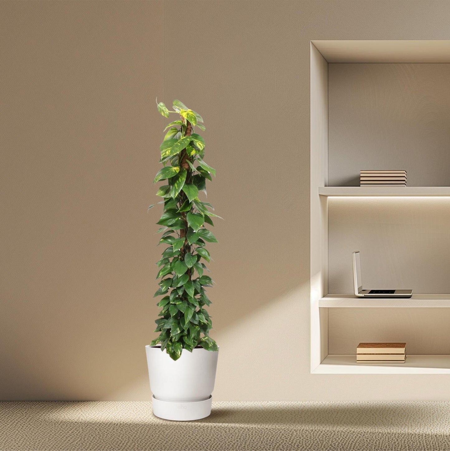Epipremnum Aureum Mosstok – 180 cm, Ø 34 cm – Pflegeleicht & Luftreinigend
