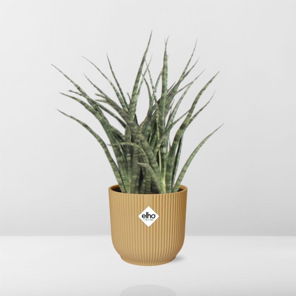Sansevieria Fernwood Punk im ELHO Vibes Fold 14cm Topf gelb