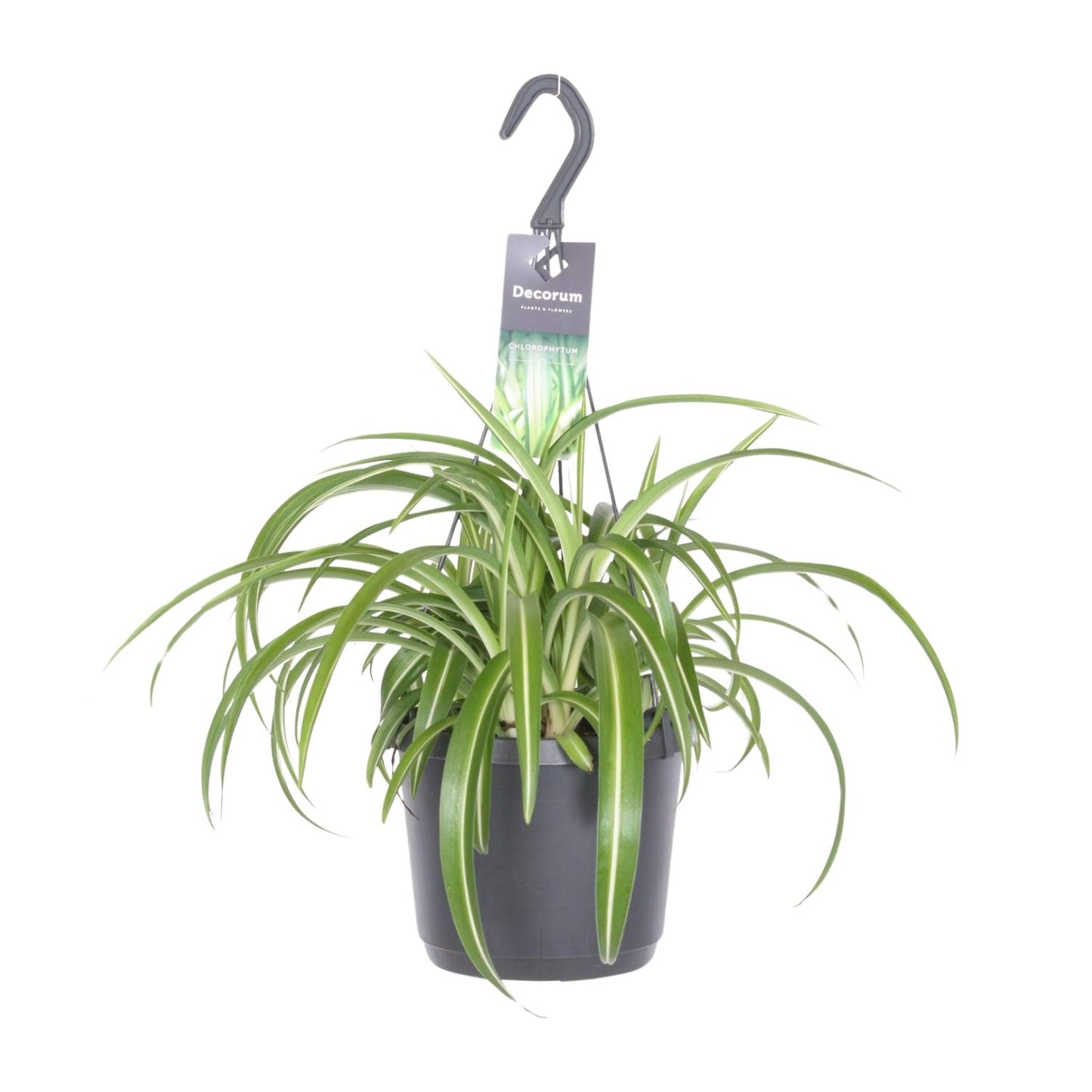 Chlorophytum Comosum Bonnie – Pflegeleichte Grünlilie Ø17cm