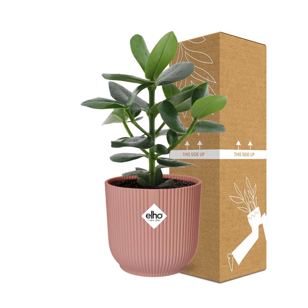 Clusia Princess im ELHO Vibes Fold 14cm Topf rosa