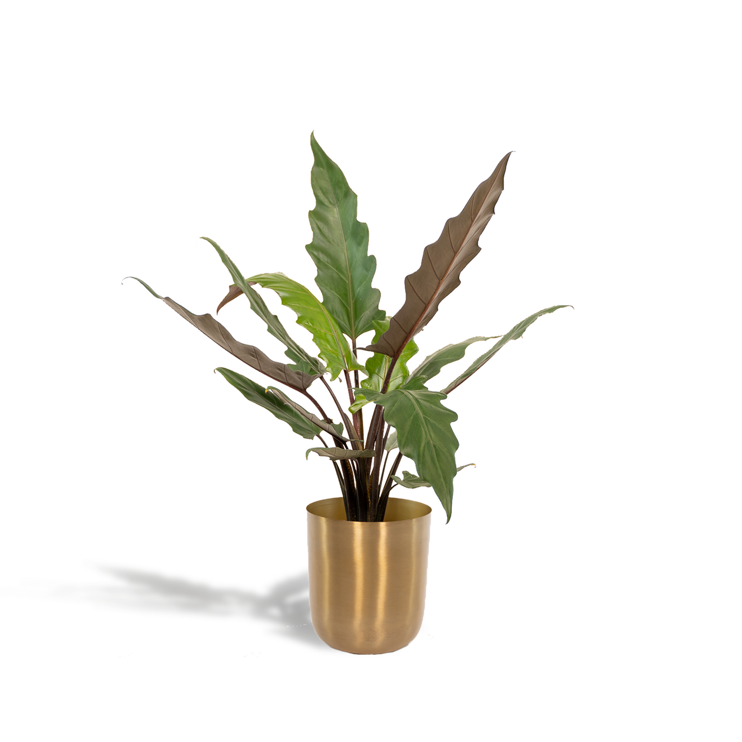 Alocasia Lauterbachiana – Elegantes Elefantenohr Ø19cm