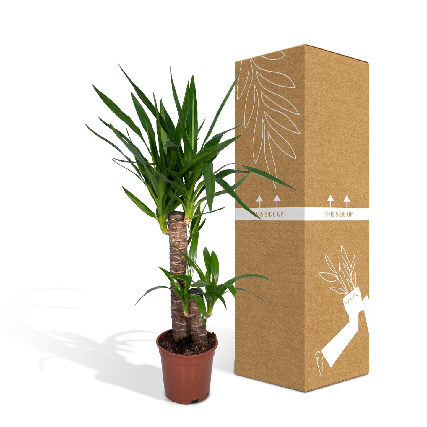 Yucca Elephantipes – Pflegeleichte XXL-Zimmerpflanze Ø17cm
