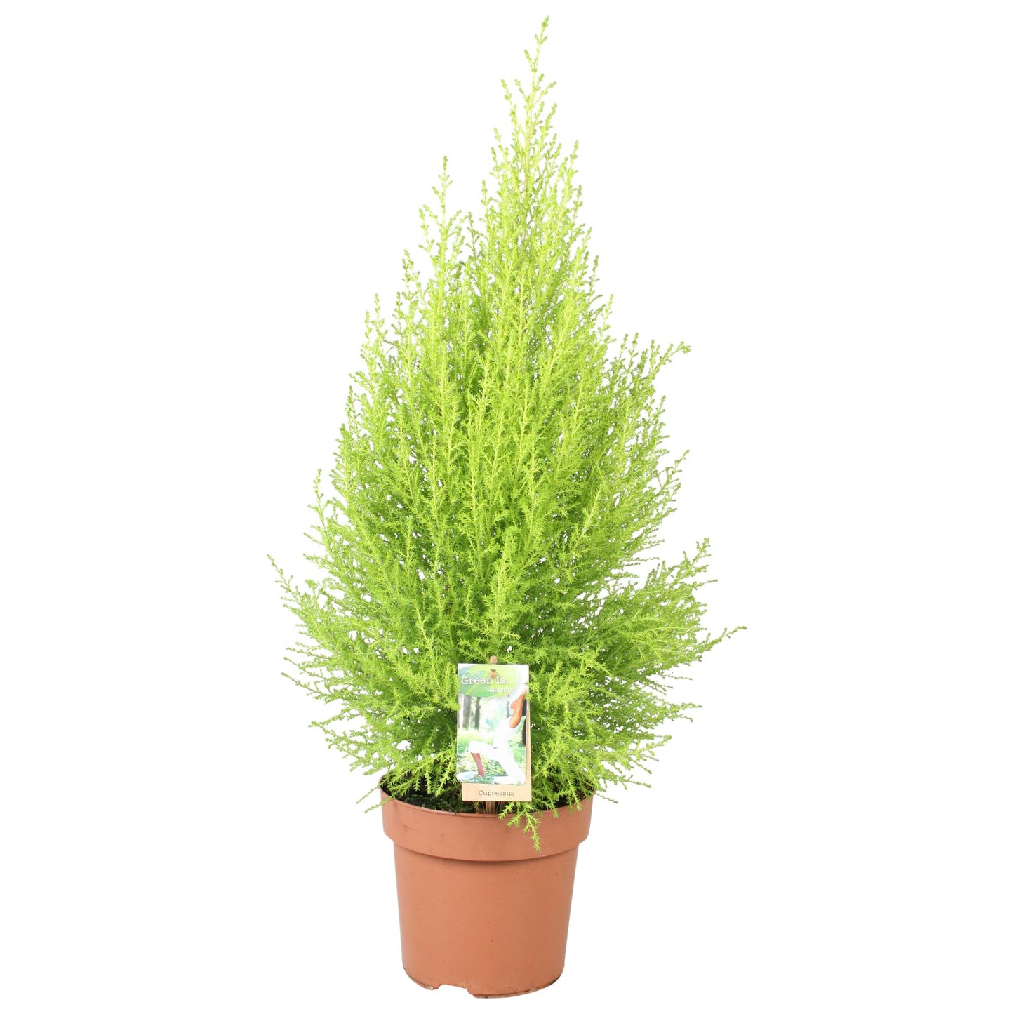 Cupressus Goldcrest Wilma – Pflegeleichter Sichtschutz Ø17cm