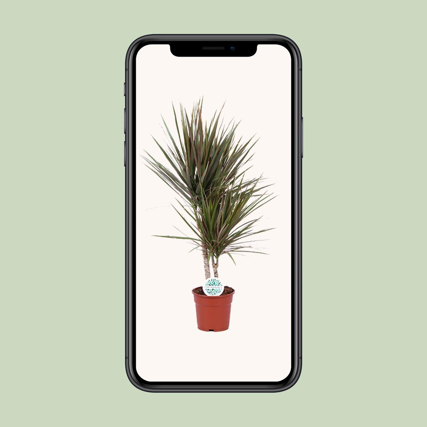 Dracaena Bicolor – Stilvoller Drachenbaum Ø17cm, 75cm hoch