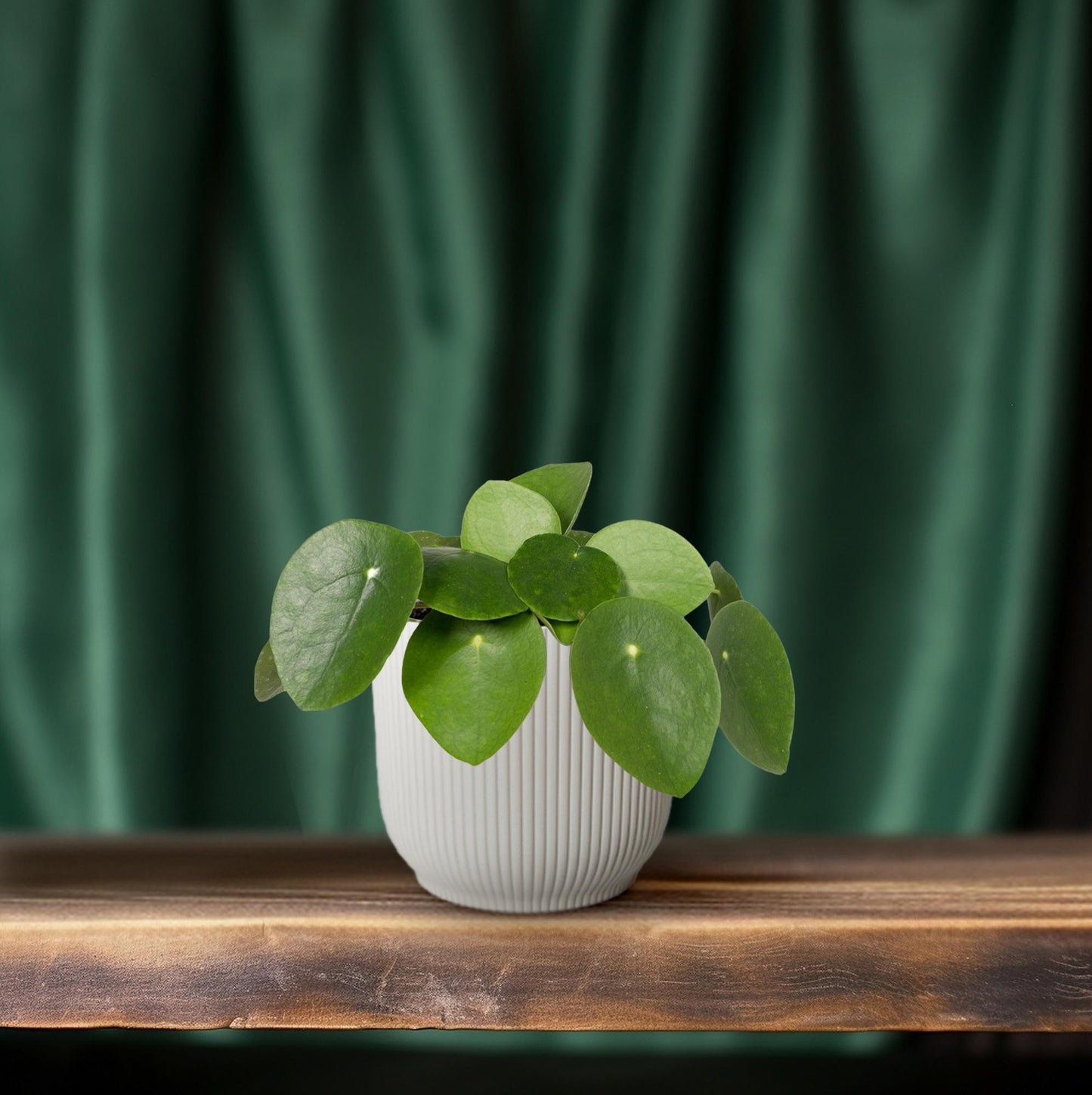 Pilea Peperomiodes – Aluminium-Pflanze Ø12cm, 20cm hoch