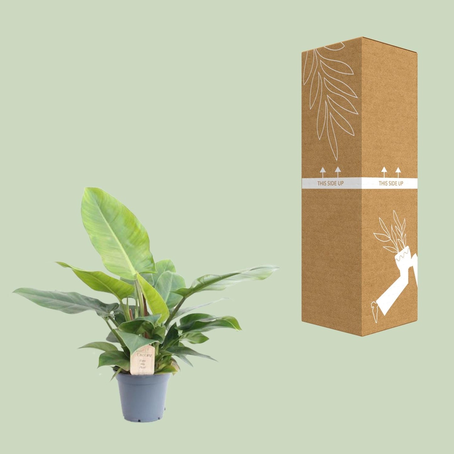 Philodendron Imperial Green – pflegeleichte Zimmerpflanze Ø17cm