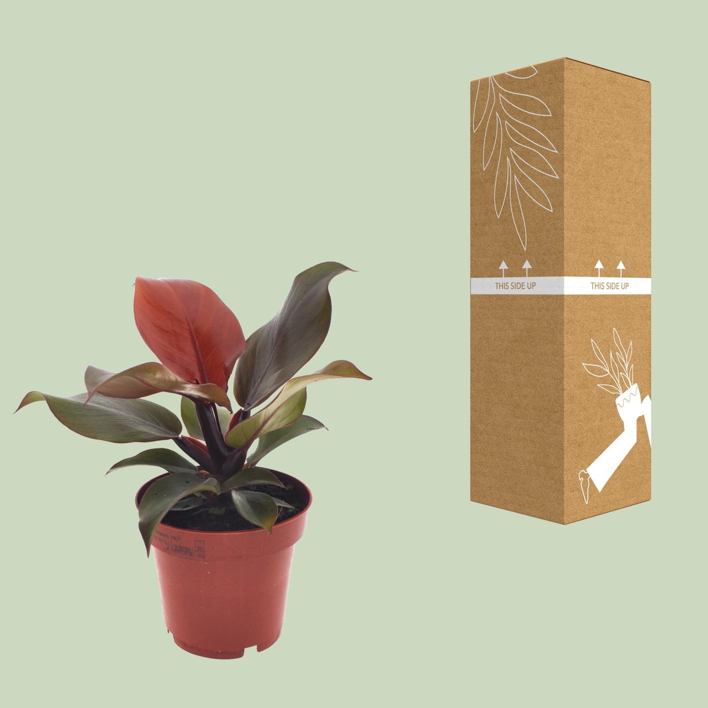 Philodendron Imperial Red - Ø12cm Topf, 25cm Höhe