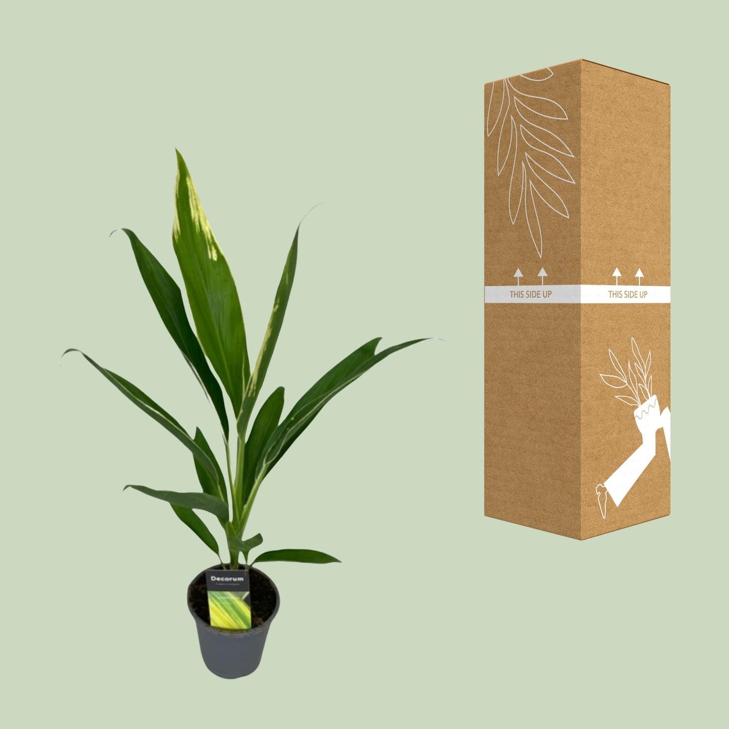 Cordyline Conga Ø12cm – Tropisch & Pflegeleicht
