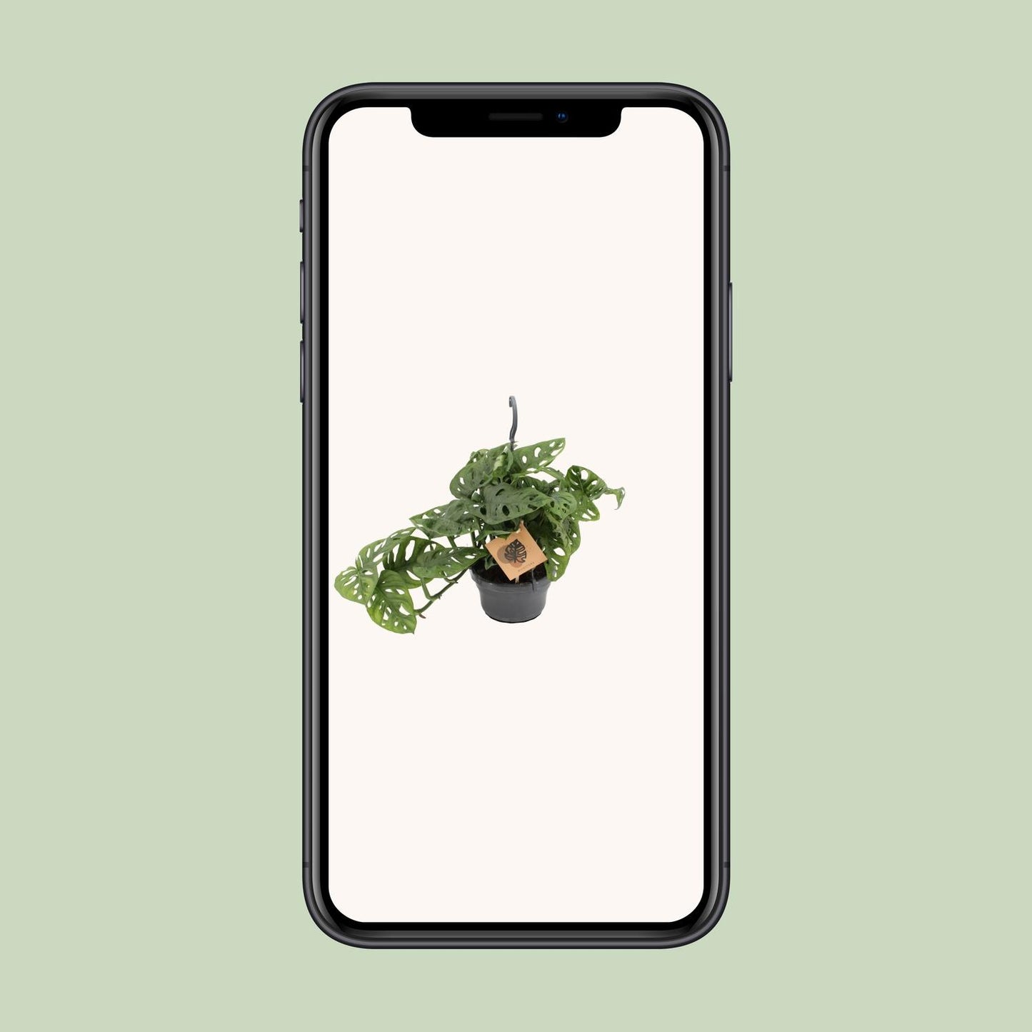 Monstera Monkey Leaf – Pflegeleichte Zimmerpflanze Ø14cm