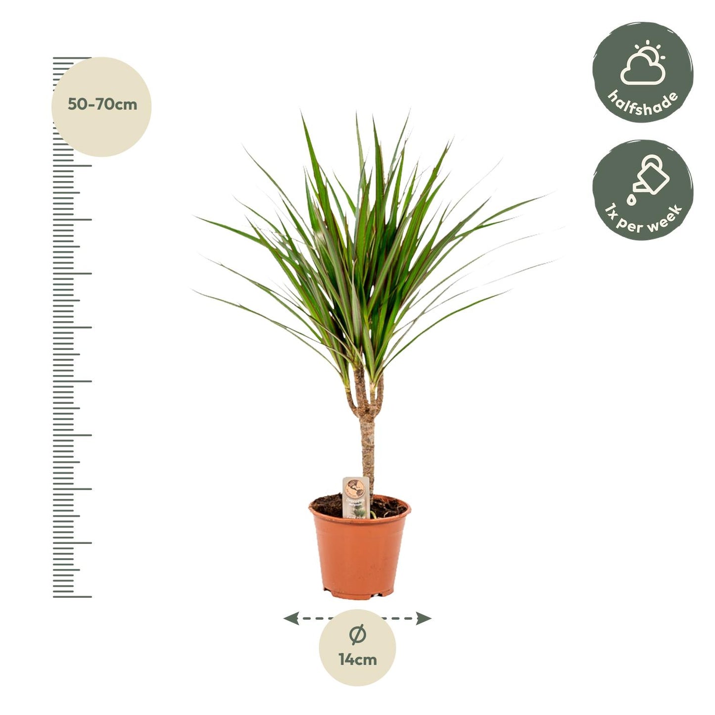 Dracaena Marginata – Pflegeleichter Drachenbaum Ø14cm, 60cm hoch