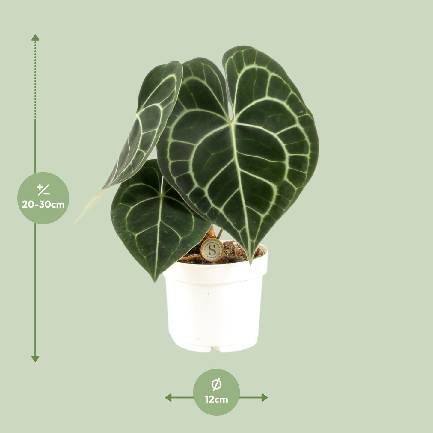 Anthurium Clarinervium – Pflegeleichte Eleganz Ø12cm