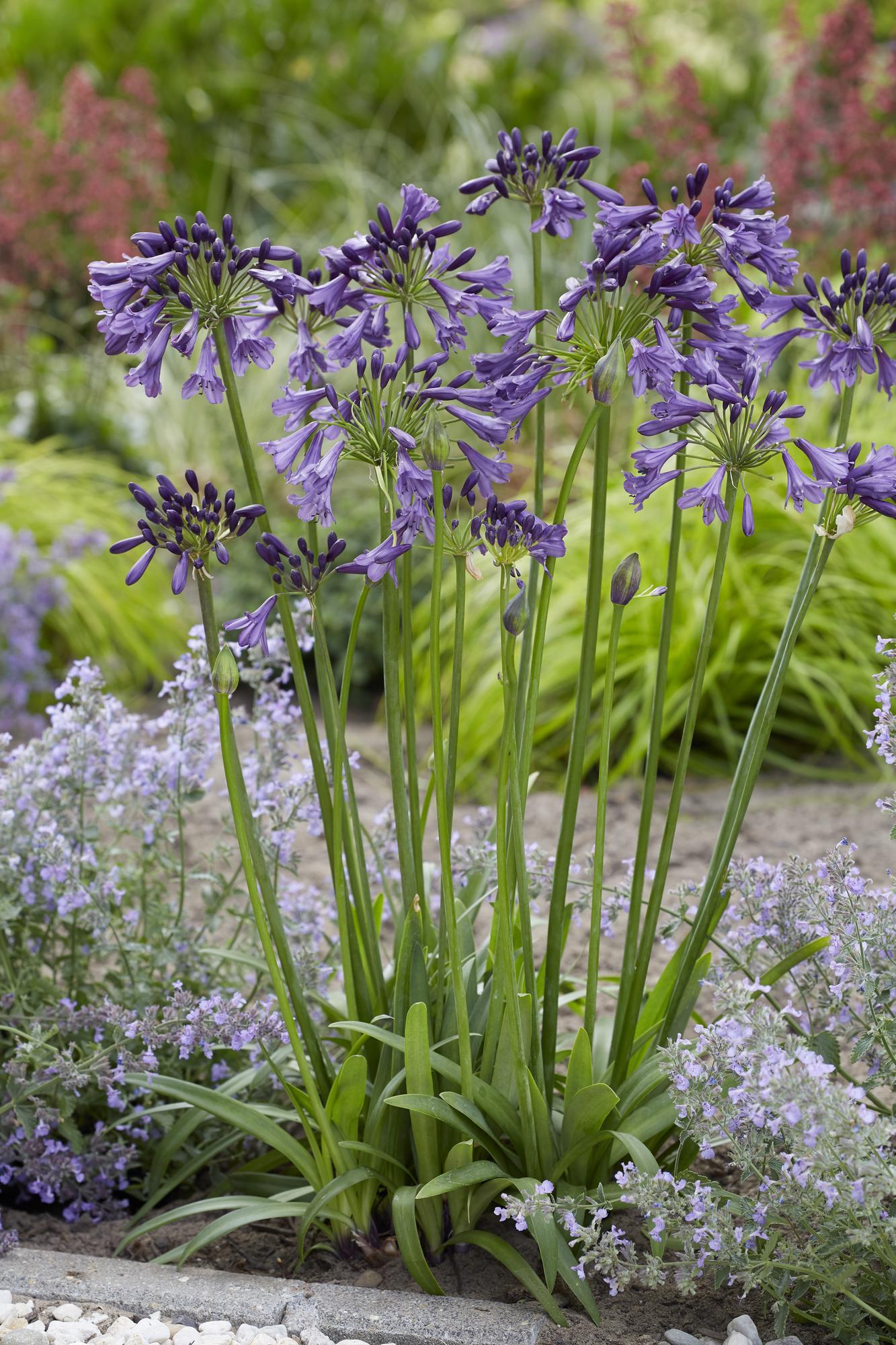 Agapanthus 'Poppin Purple' – Blühende XXL-Pflanze Ø19cm