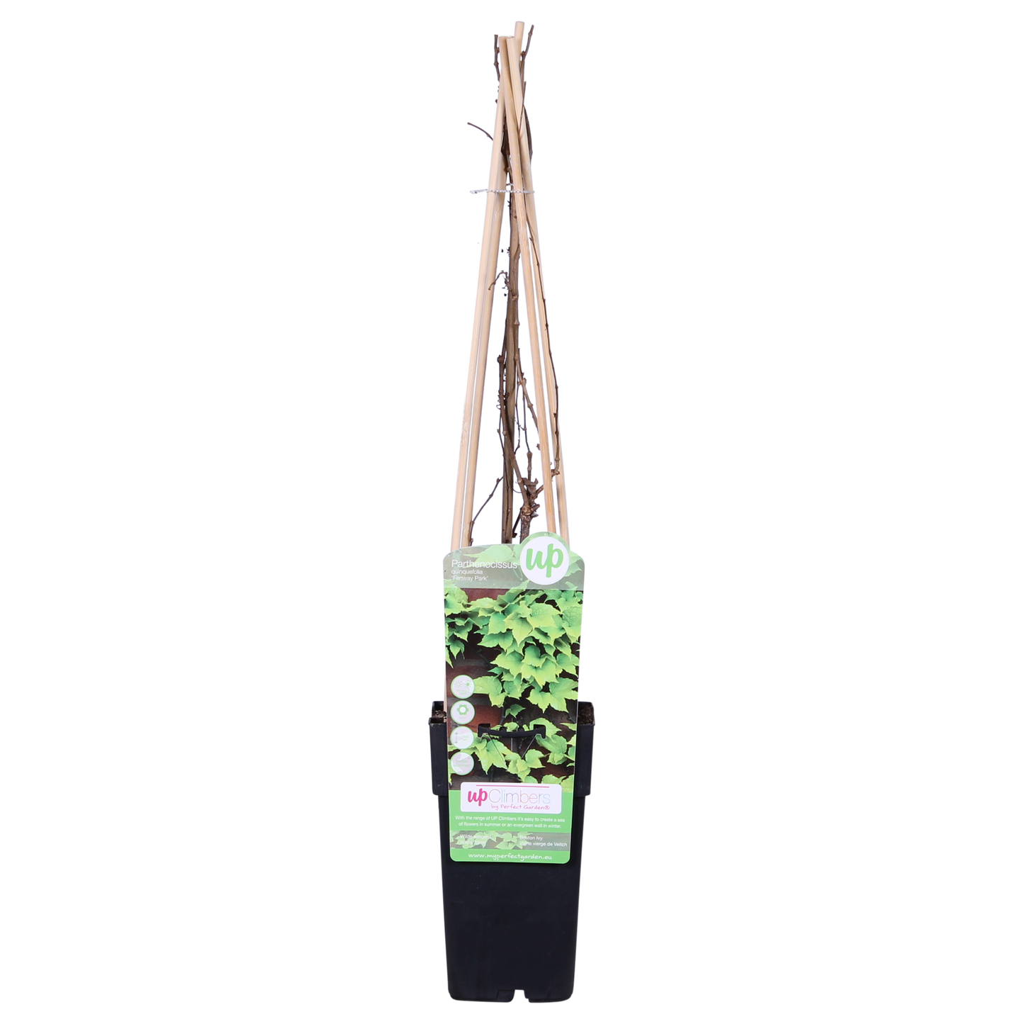 Parthenocissus tricuspidata 'Fenway Park' – Gelbgrüner Wildflügel, Ø15cm, ca. 65cm hoch