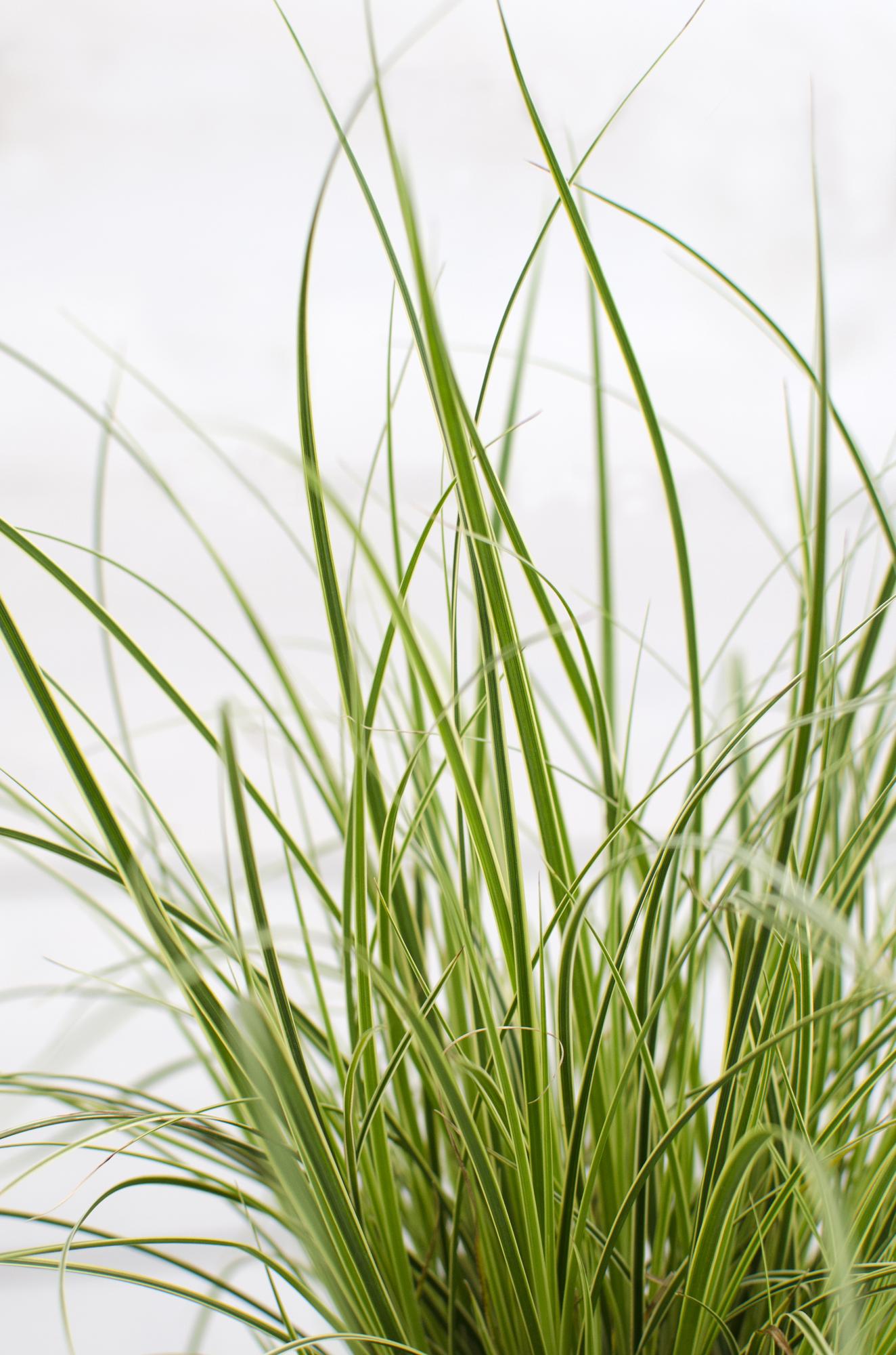 3x Carex brunnea 'Variegata' – Pflegeleichtes Ziergras Ø14cm