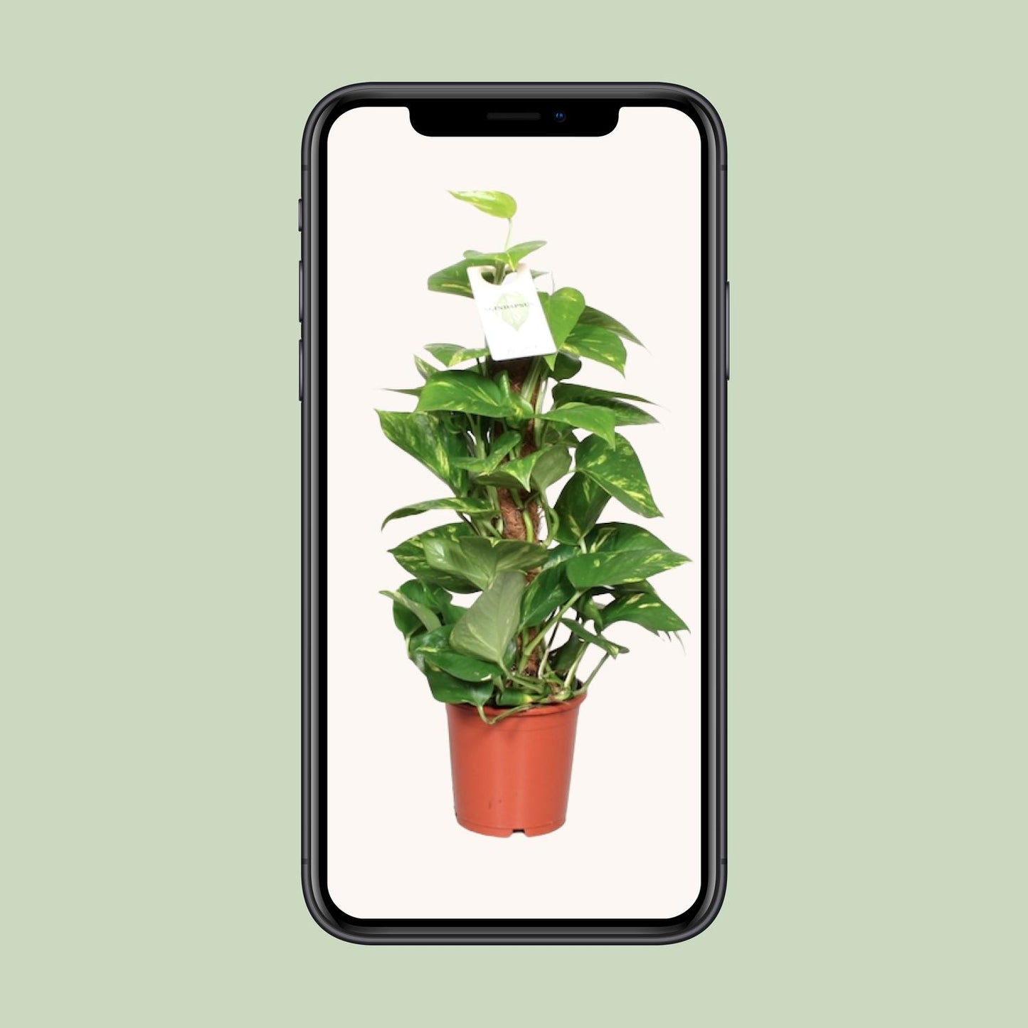 Epipremnum Pinnatum Mosstok – Goldene Efeutute 60 cm