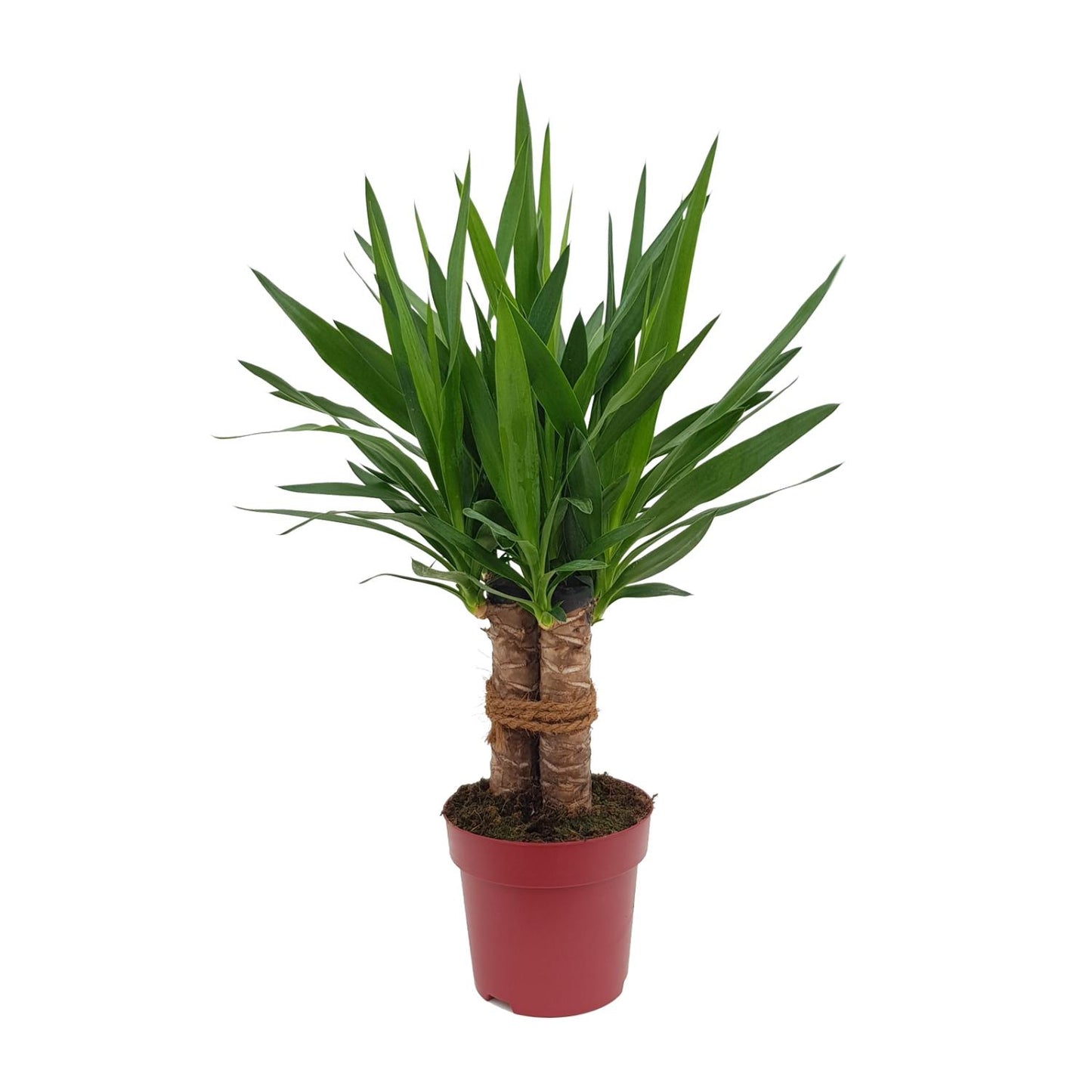 Yucca „Tres Cañas“ – pflegeleichte Zimmerpflanze Ø19cm, 70cm hoch