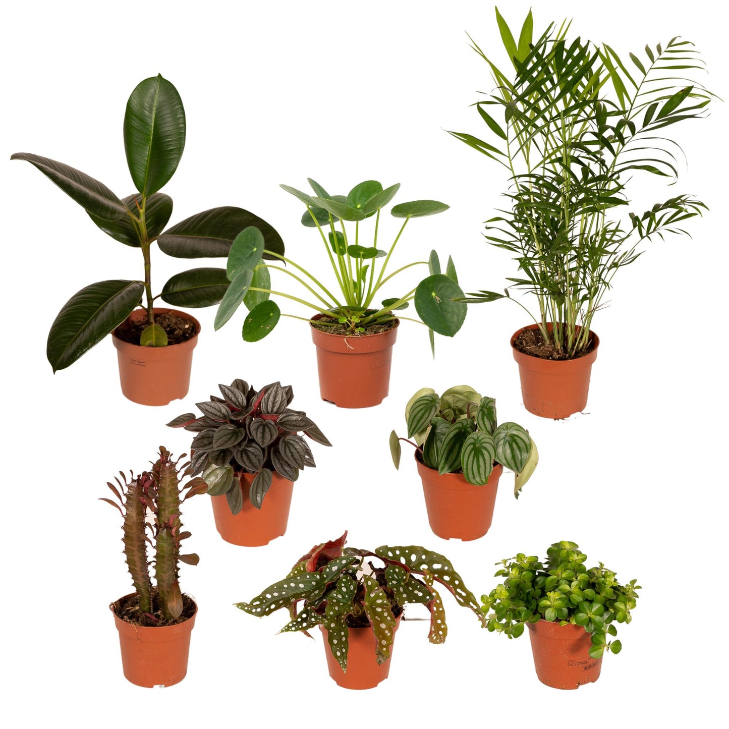 Außenseiterbox – 8 einzigartige Pflanzen Ø12cm