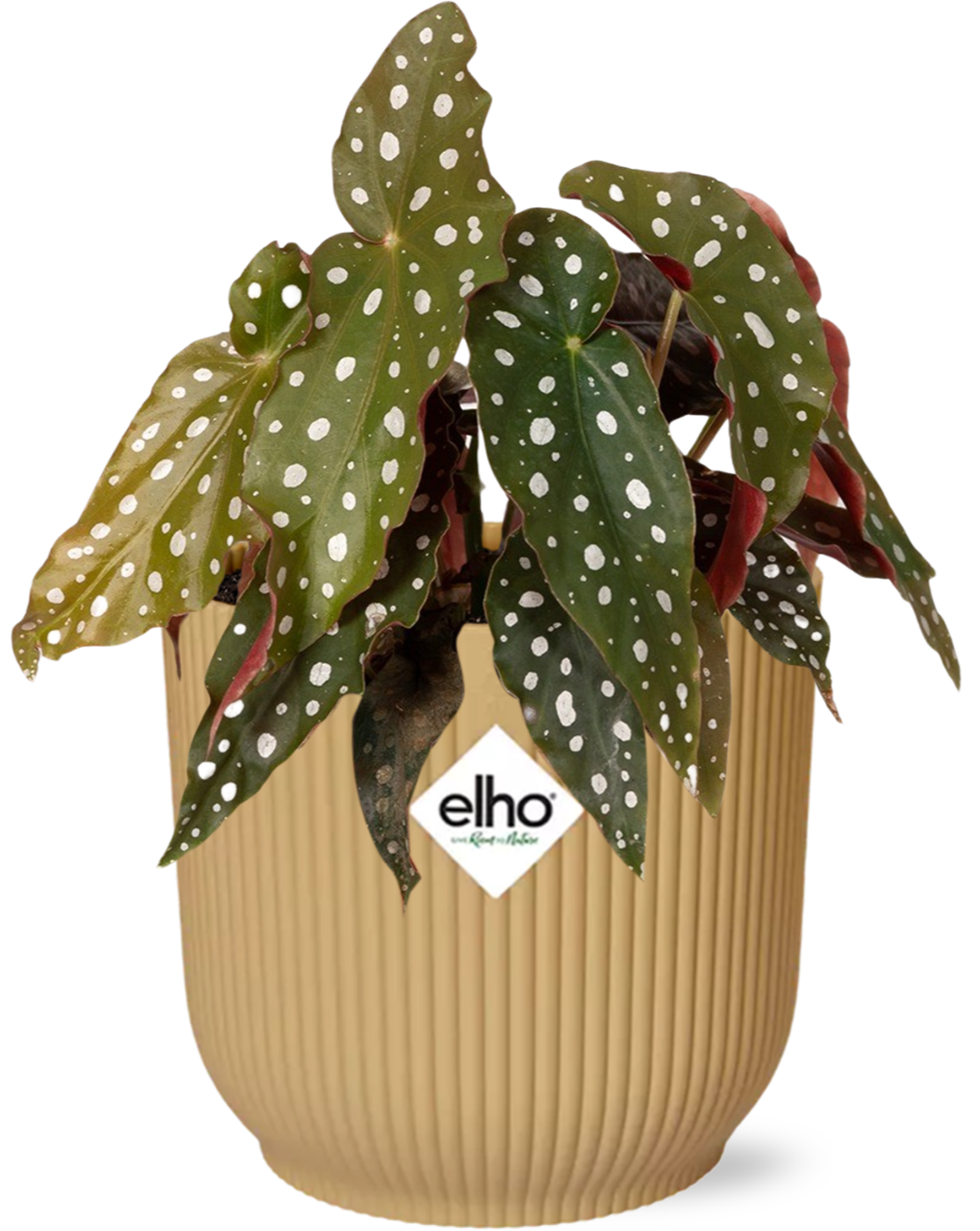 Begonia Maculata im ELHO Vibes Fold Topf 14cm gelb